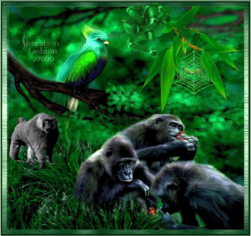Gorillas in Forest