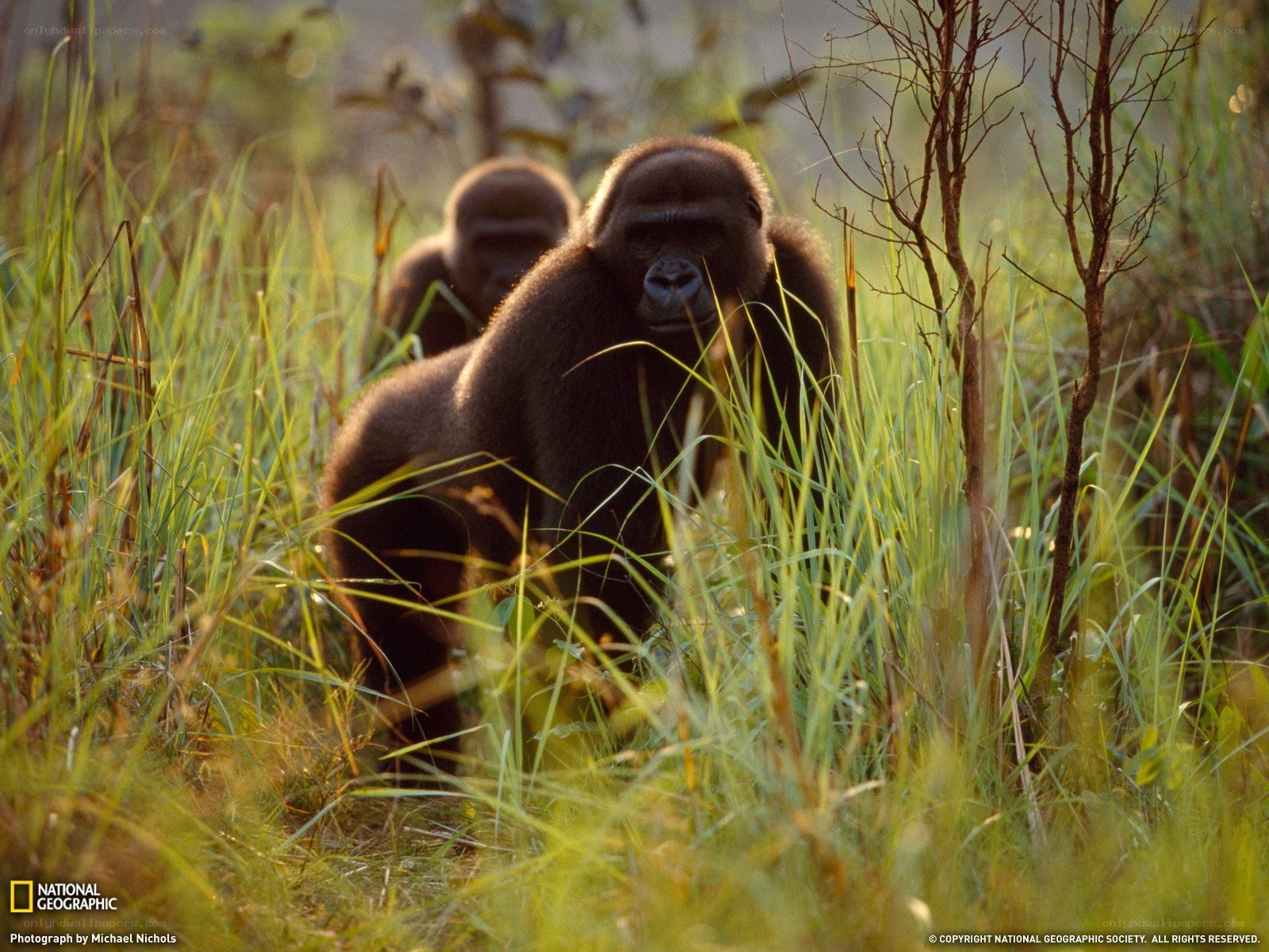 Gorillas in the grass