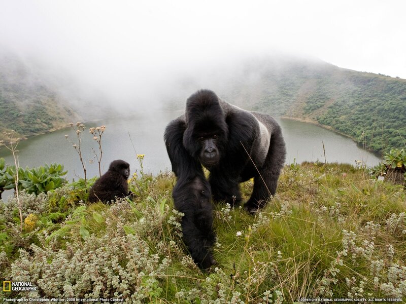 Gorillas in the mist