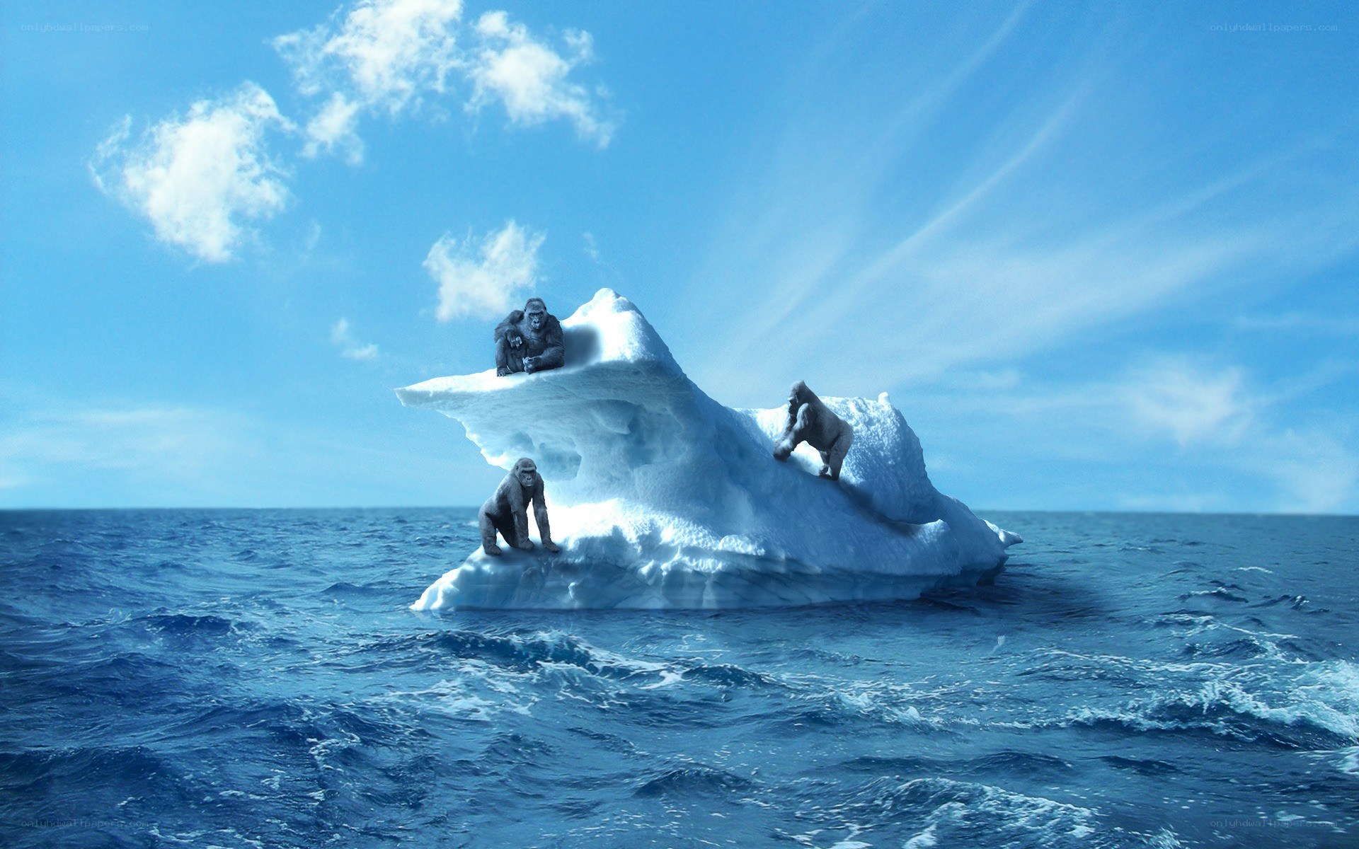 Gorillas on an iceberg