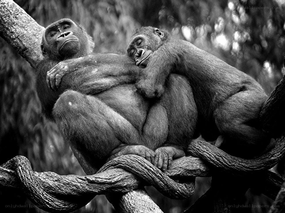 Gorillas resting on a branch