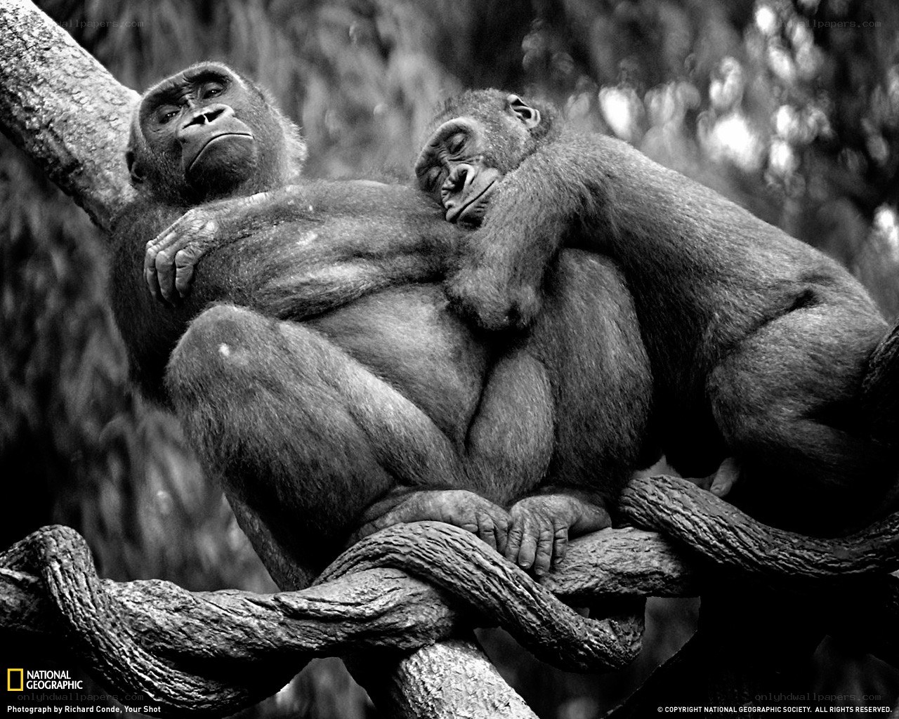 Gorillas resting on a branch