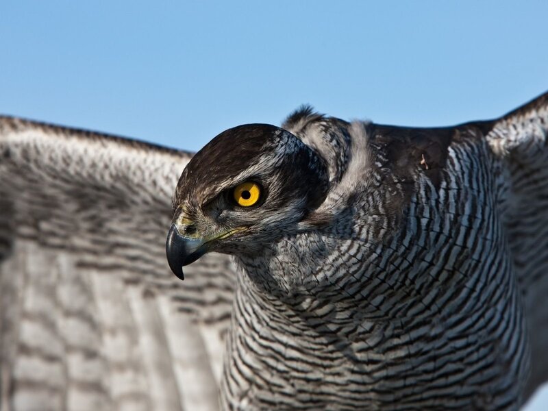 Goshawk with Yellow Eyes