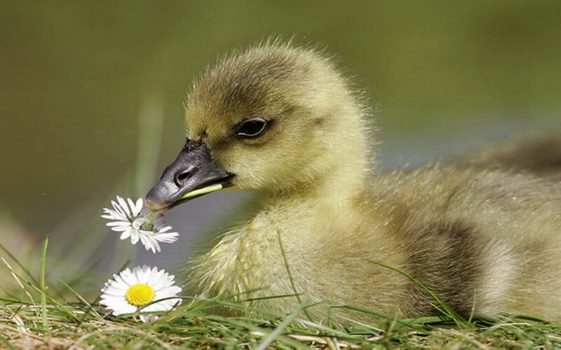 Gosling Eating Daisy