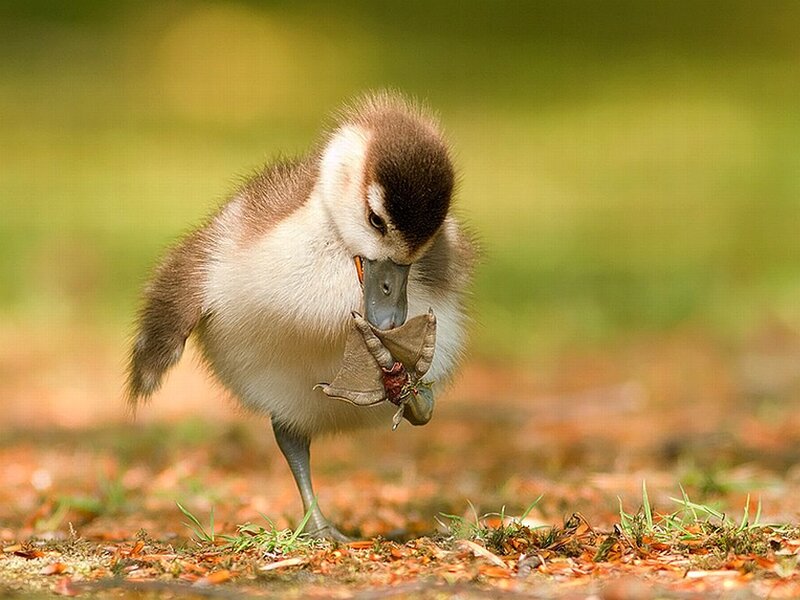 Gosling Eating Frog