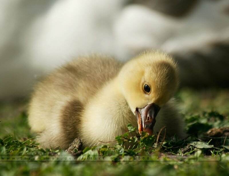 Gosling Eating Grass