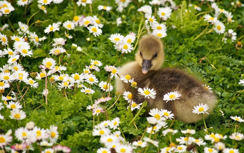 Gosling in Daisies — Green, Serene