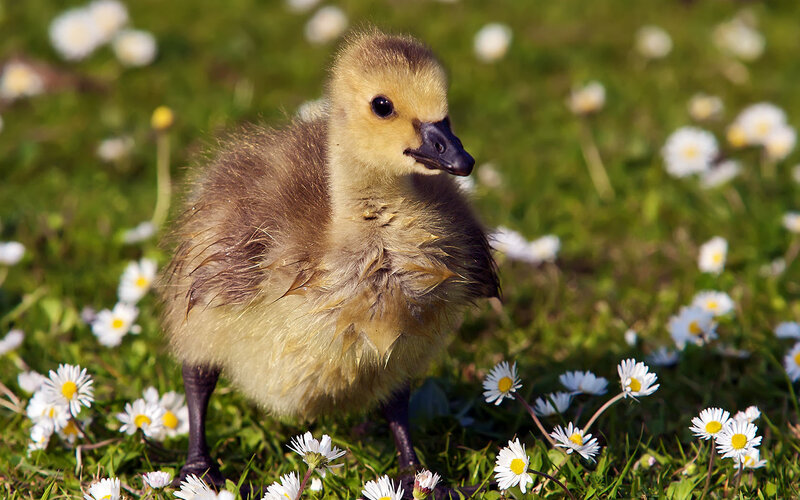 Gosling in Daisies — Green