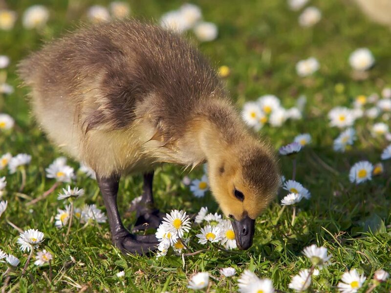 Gosling in Daisies