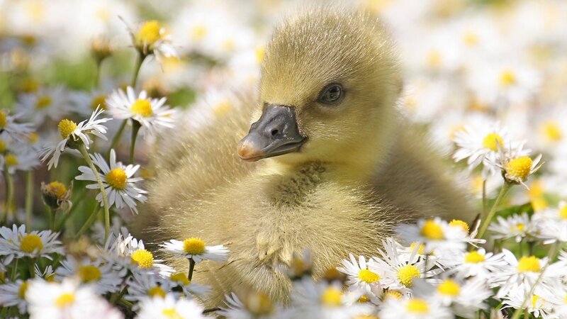 Gosling in Daisies — Yellow, Serene, Spring