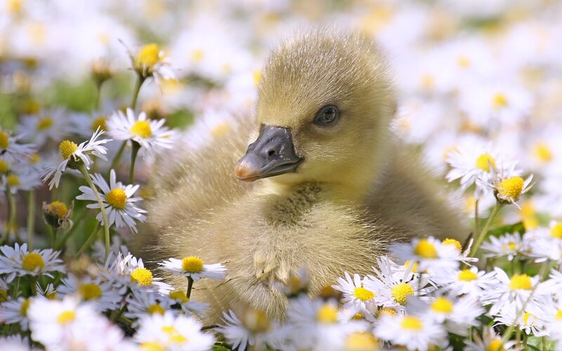 Gosling in Daisies — Yellow, Serene