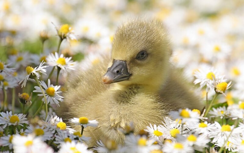 Gosling in Daisies — Yellow