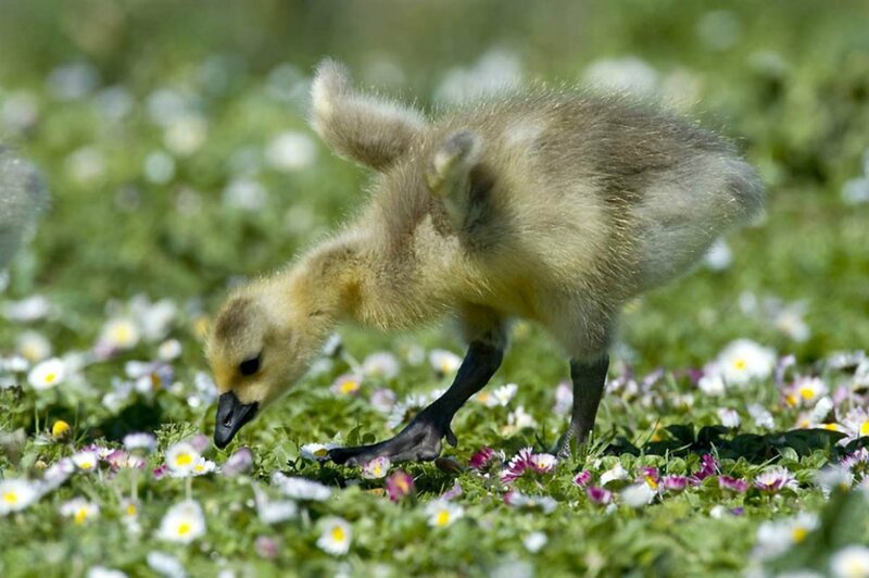 Gosling in Flowers — Green