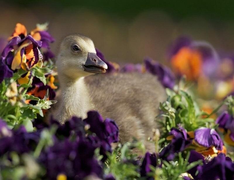 Gosling in Flowers