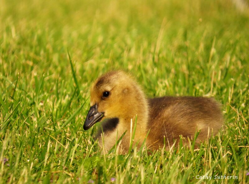 Gosling in Grass — Green, Calm