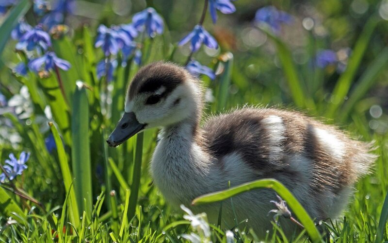 Gosling in Grass — Green, Serene