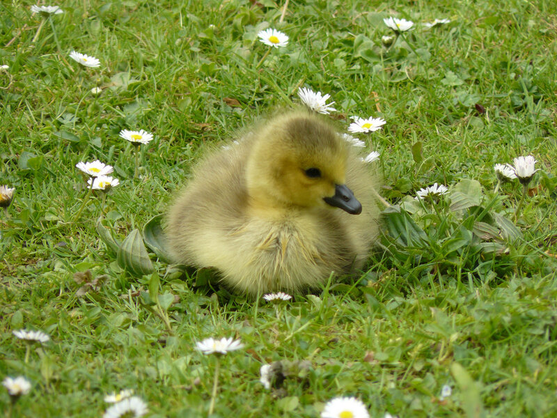 Gosling in Grass