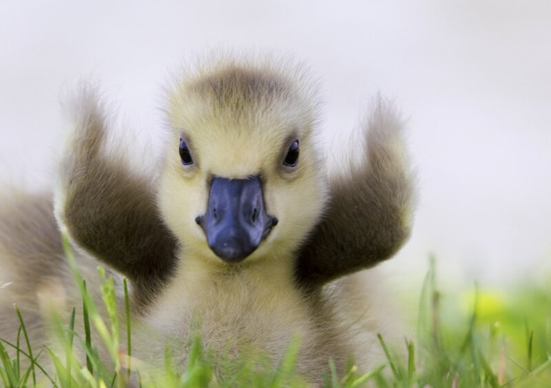 Gosling in Grass — Yellow, Calm