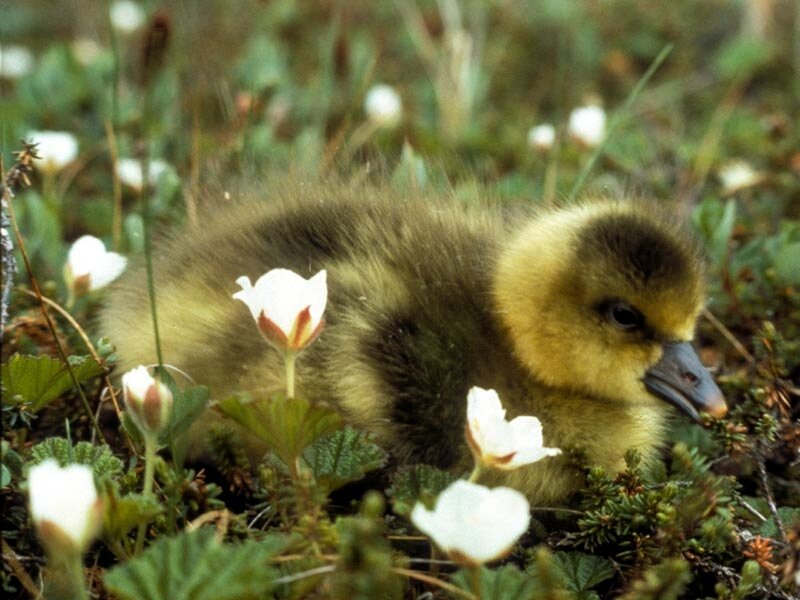 Gosling in Grass — Yellow