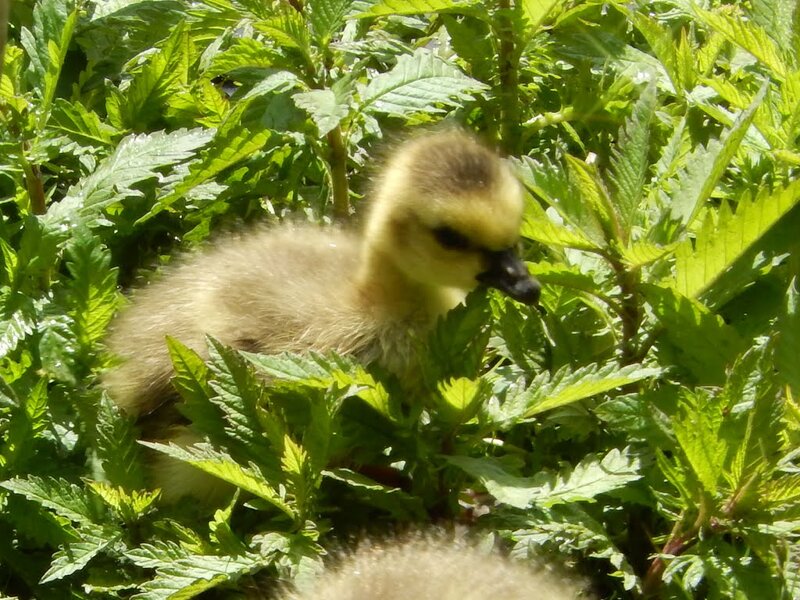 Gosling in Green Plants