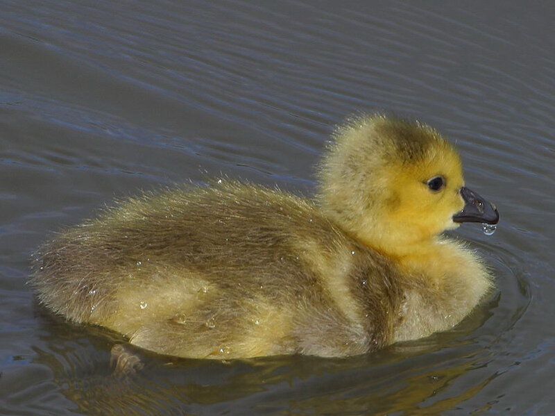Gosling in Water