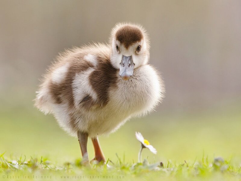 Gosling on Grass — Green, Serene