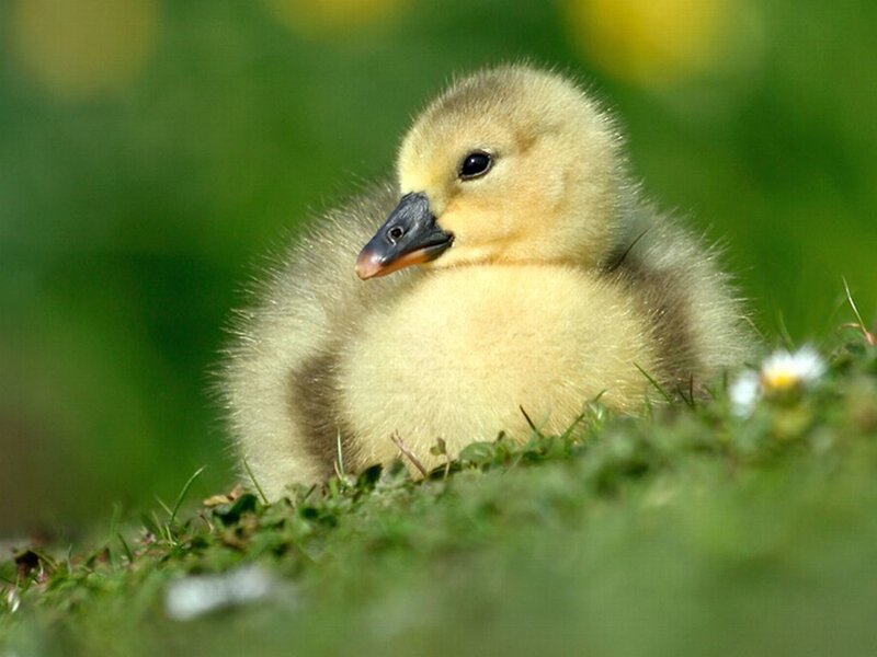 Gosling on Grass — Green