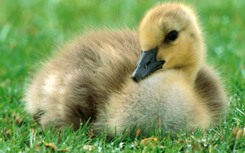 Gosling on Grass