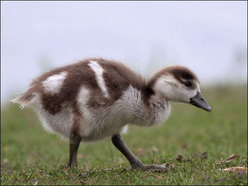 gosling on green grass