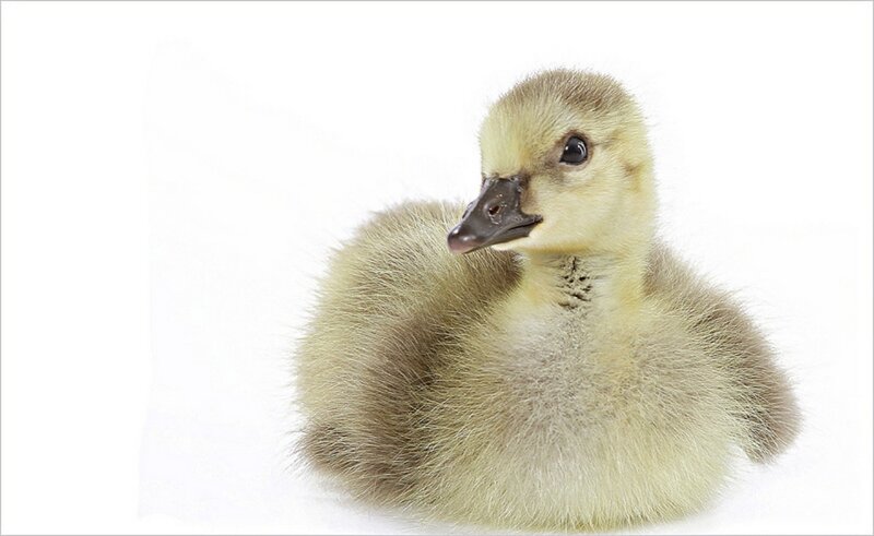 Gosling on White Background