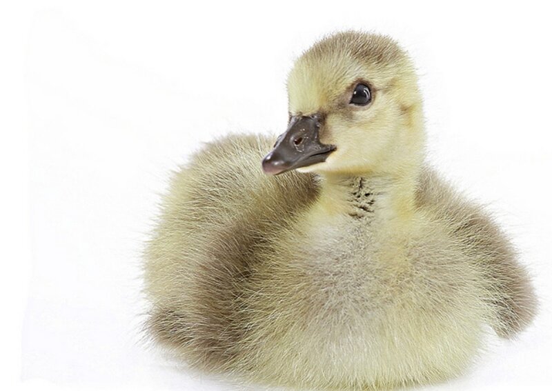 Gosling on White Background — Yellow