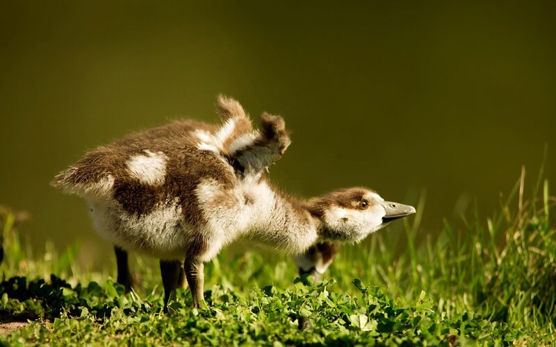 Gosling Preening Feathers