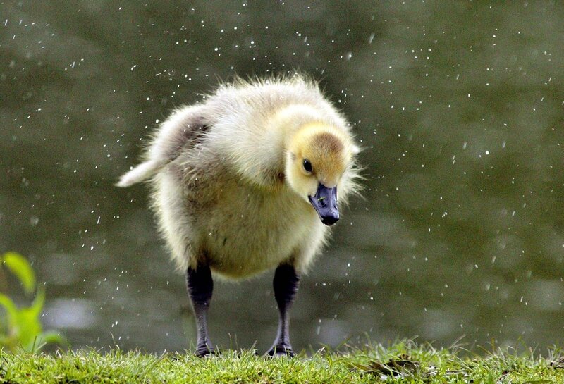 Gosling Shaking Water