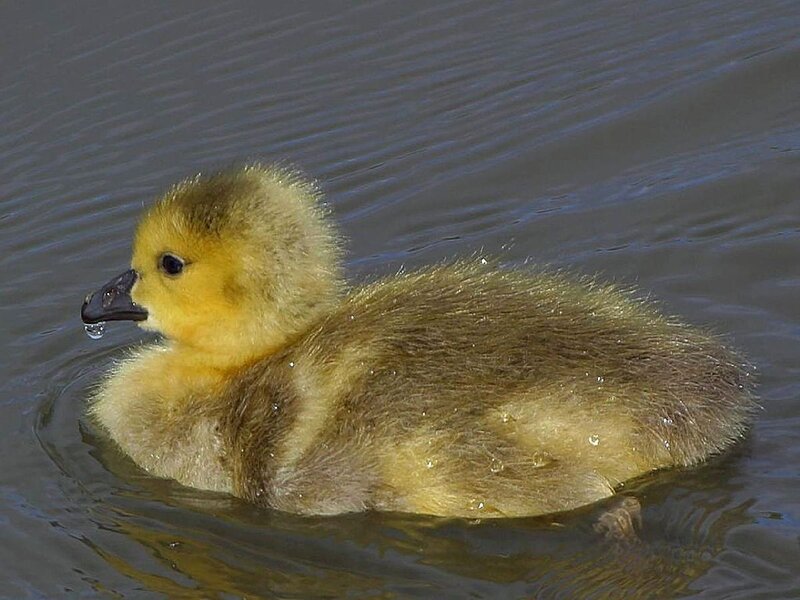 Gosling Swimming in Water