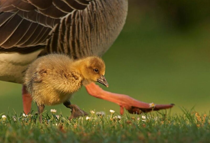 Gosling with Parent