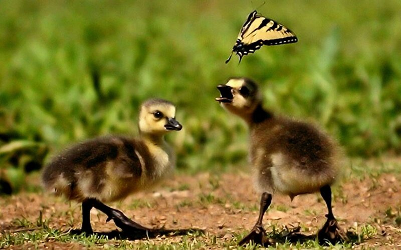 Goslings and Butterfly
