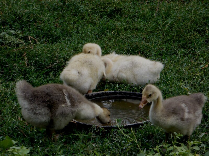 Goslings Drinking Water