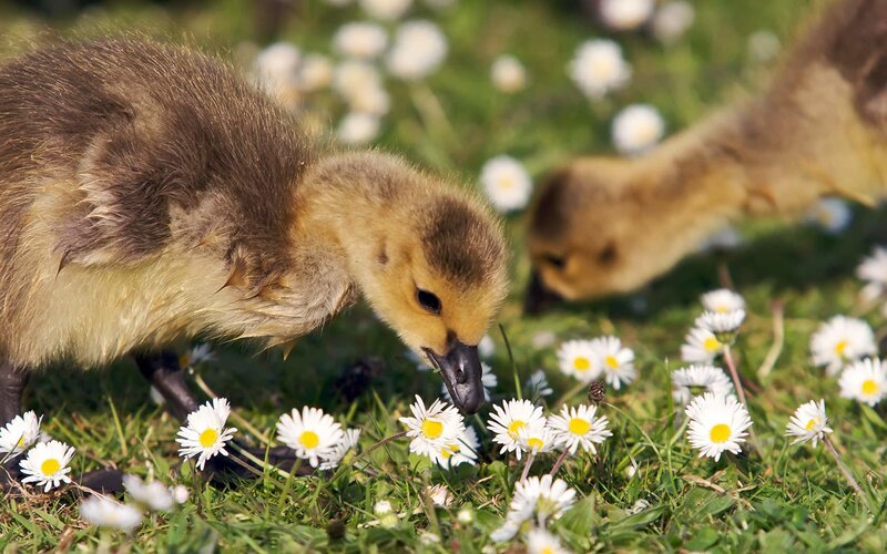 Goslings Eating Daisies