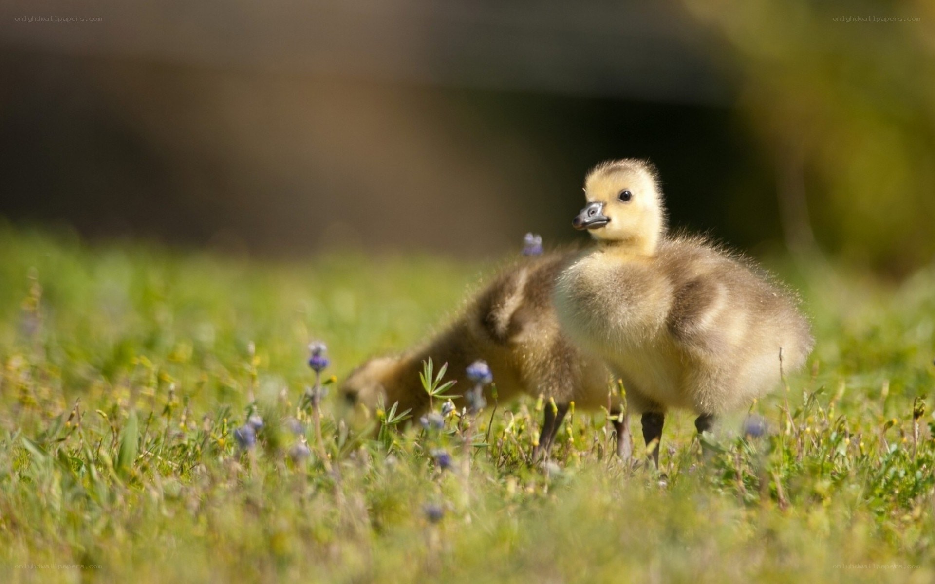 goslings in a grassy field