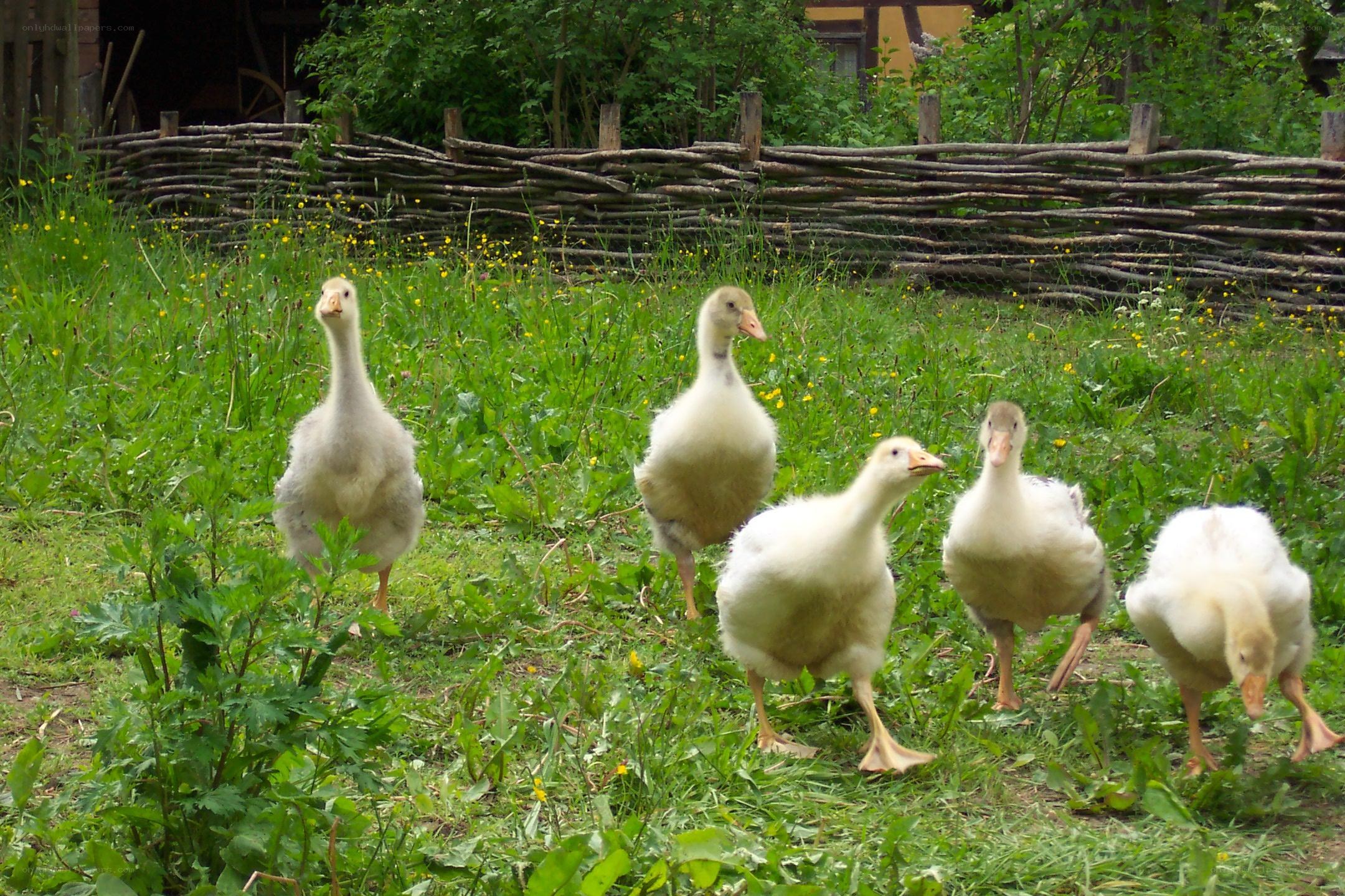 goslings in a grassy field