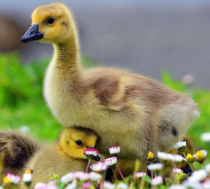 Goslings in Flowers