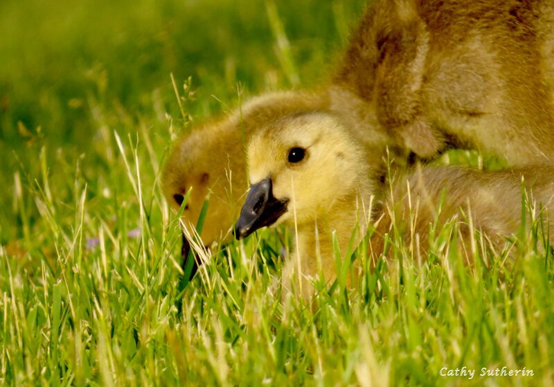 Goslings in Grass — Green, Calm, Afternoon