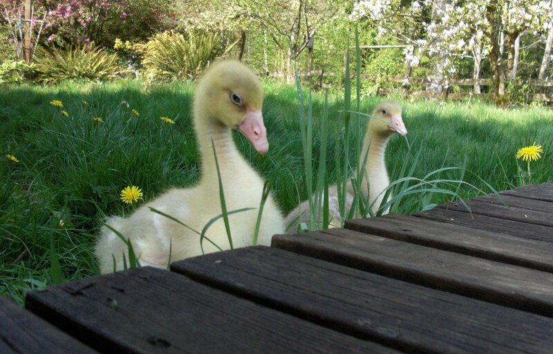 Goslings in Grass — Green, Calm