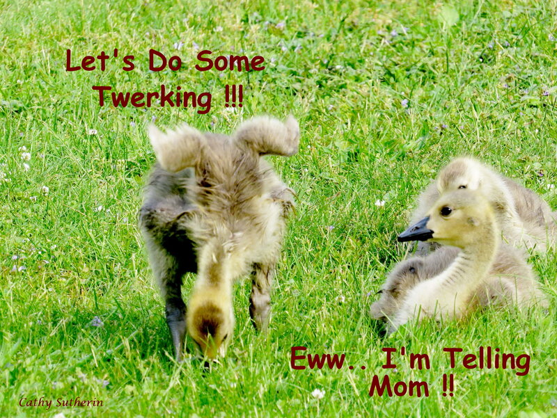 Goslings in Grass — Green, Playful