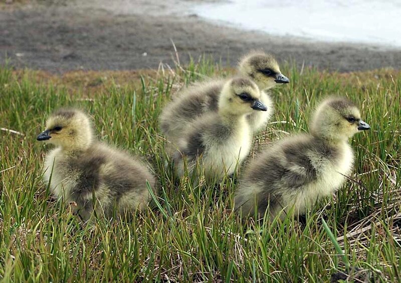 Goslings in Grass — Green