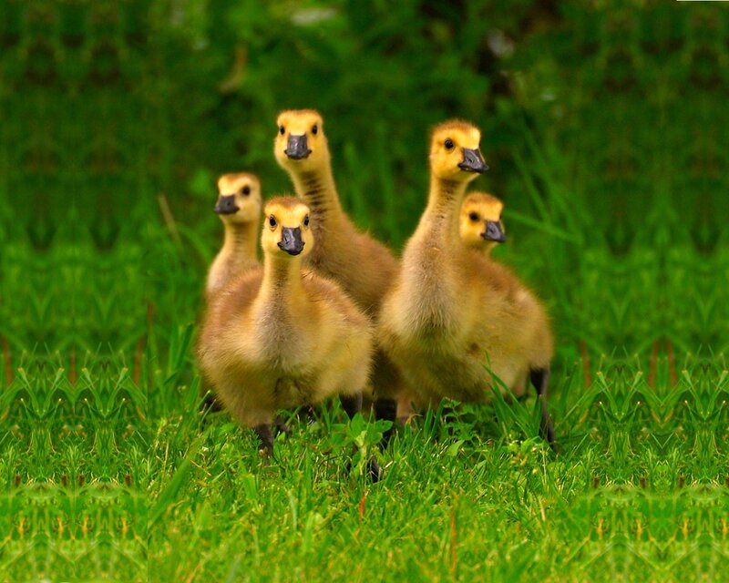 Goslings in Grass