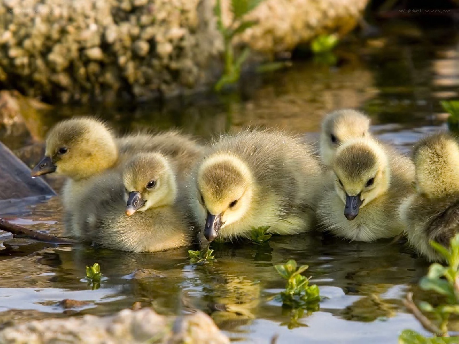 goslings in shallow water