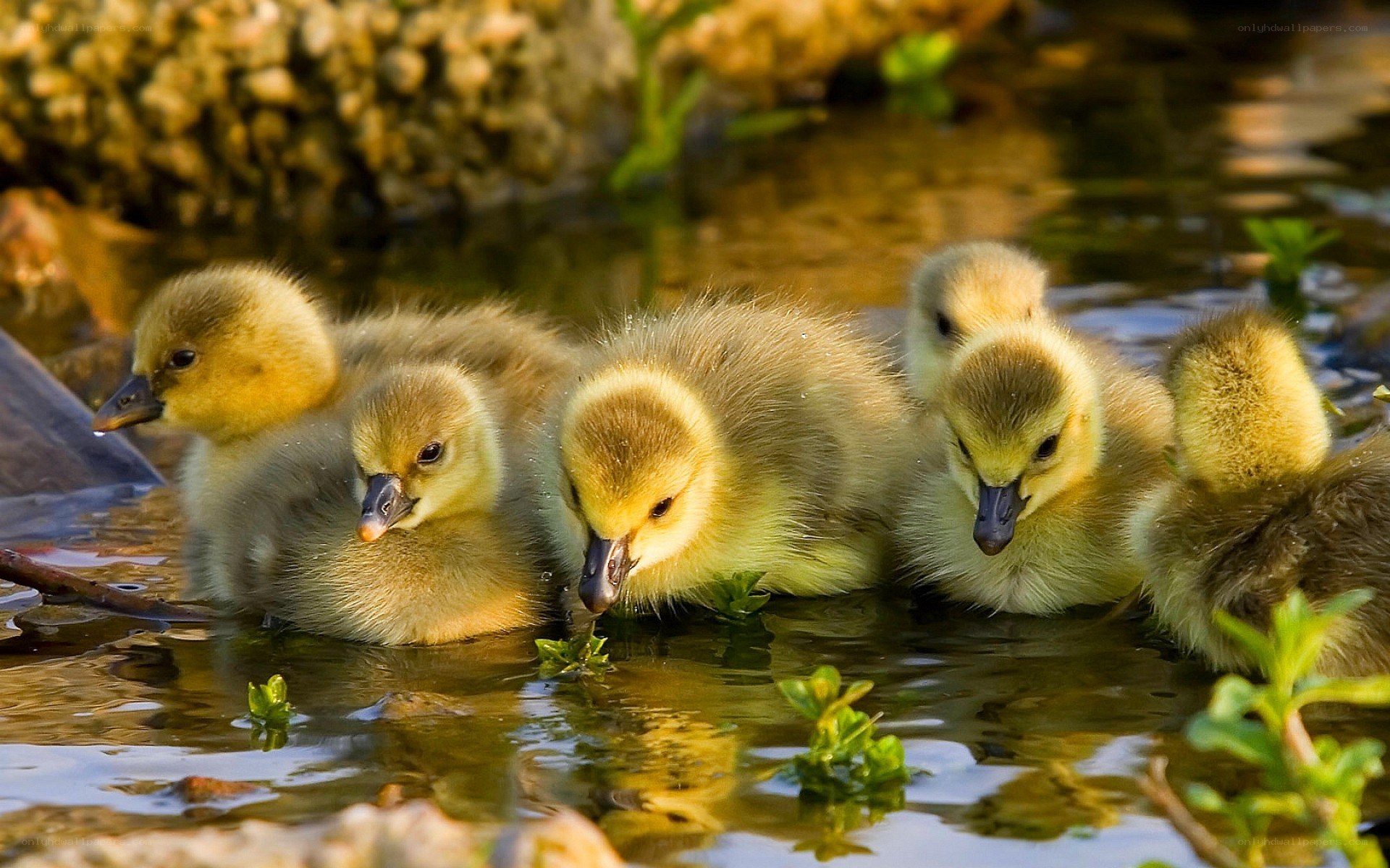 goslings in shallow water
