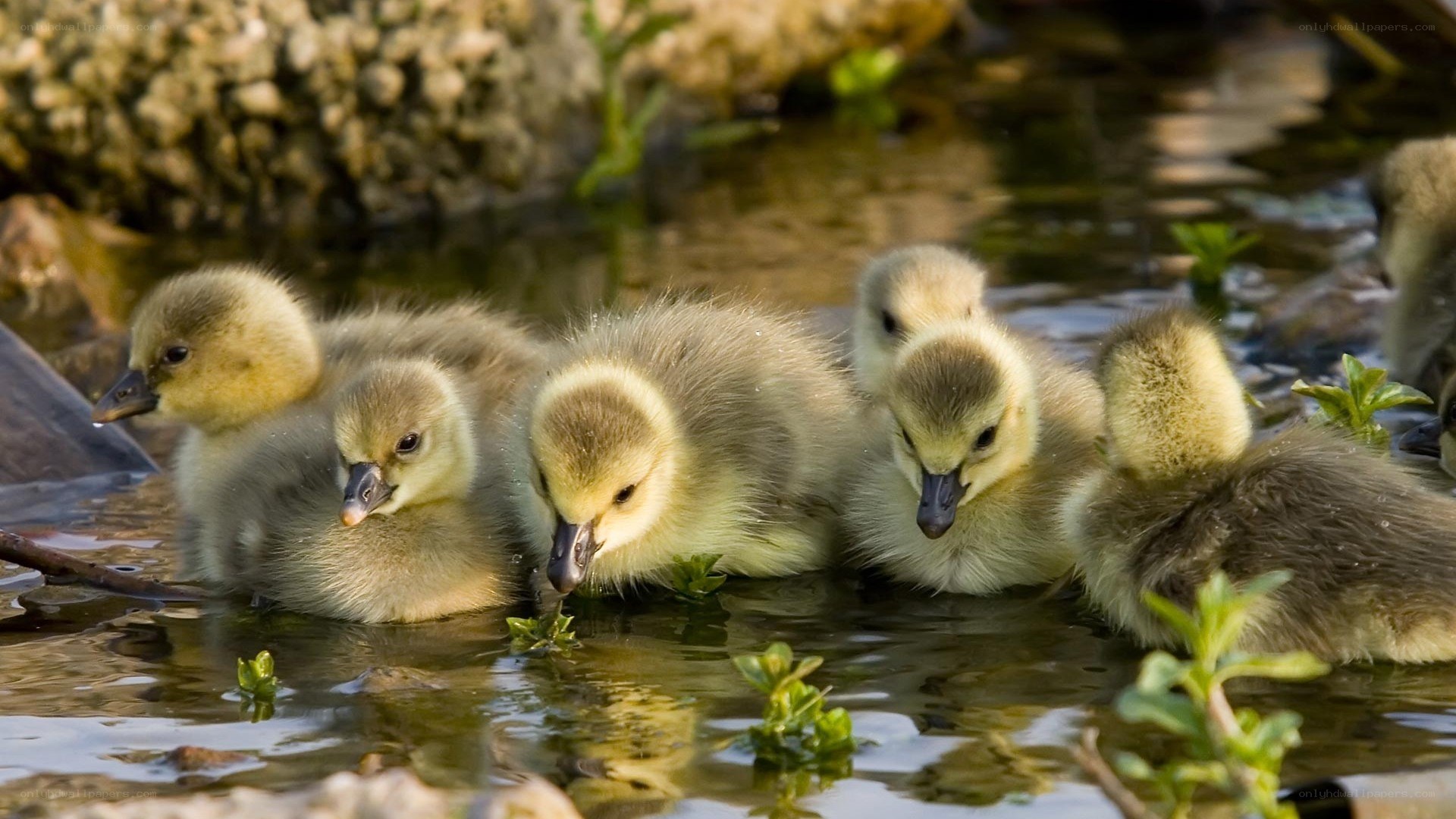 goslings in shallow water