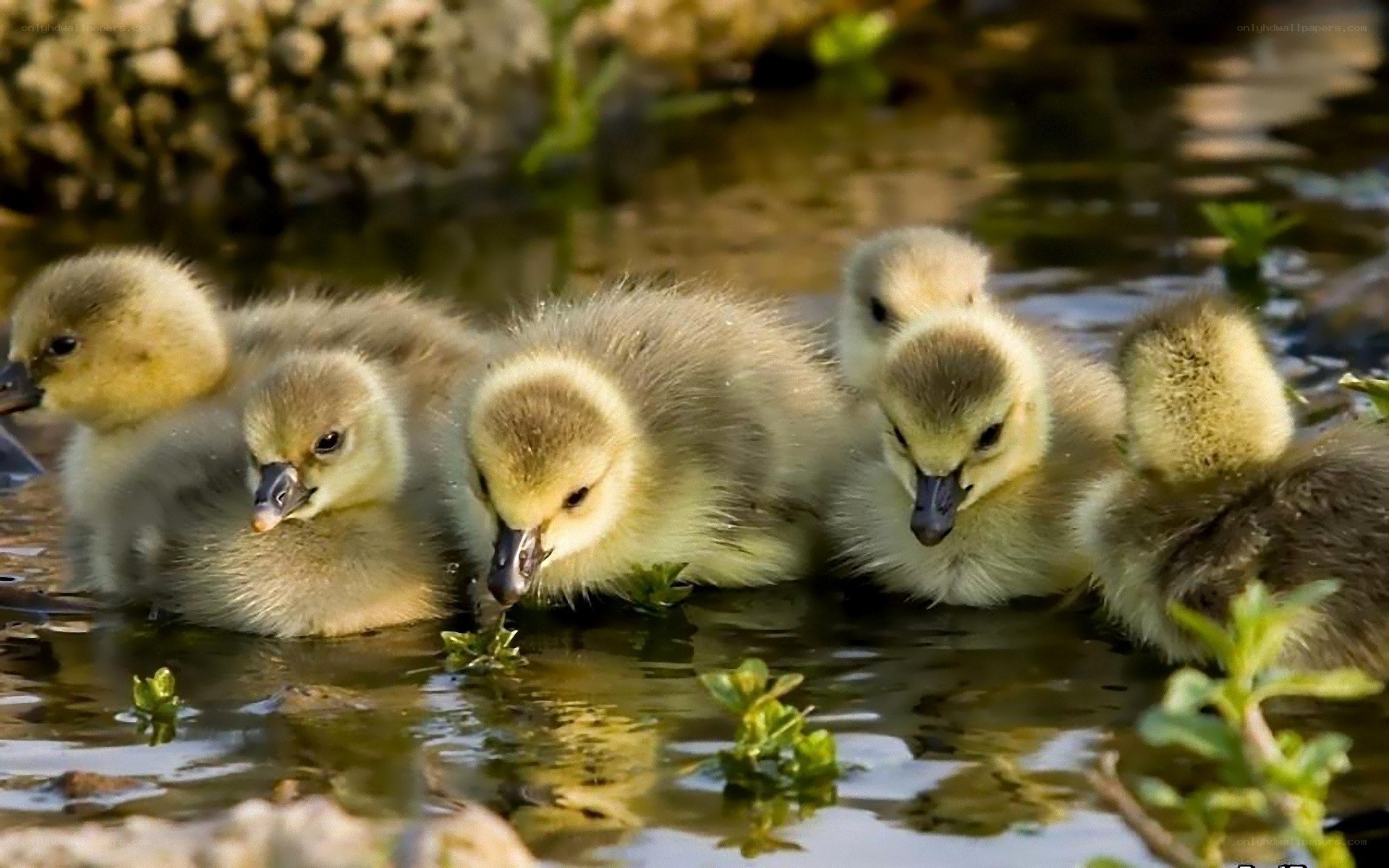 goslings in shallow water